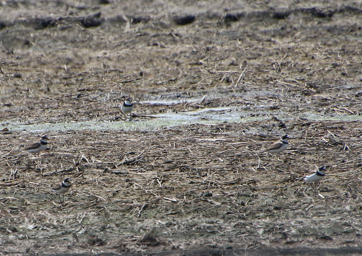 Semipalmated Plover - ML341310281