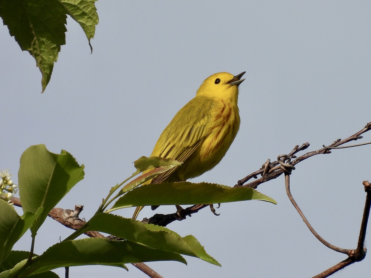 Yellow Warbler - ML341310551