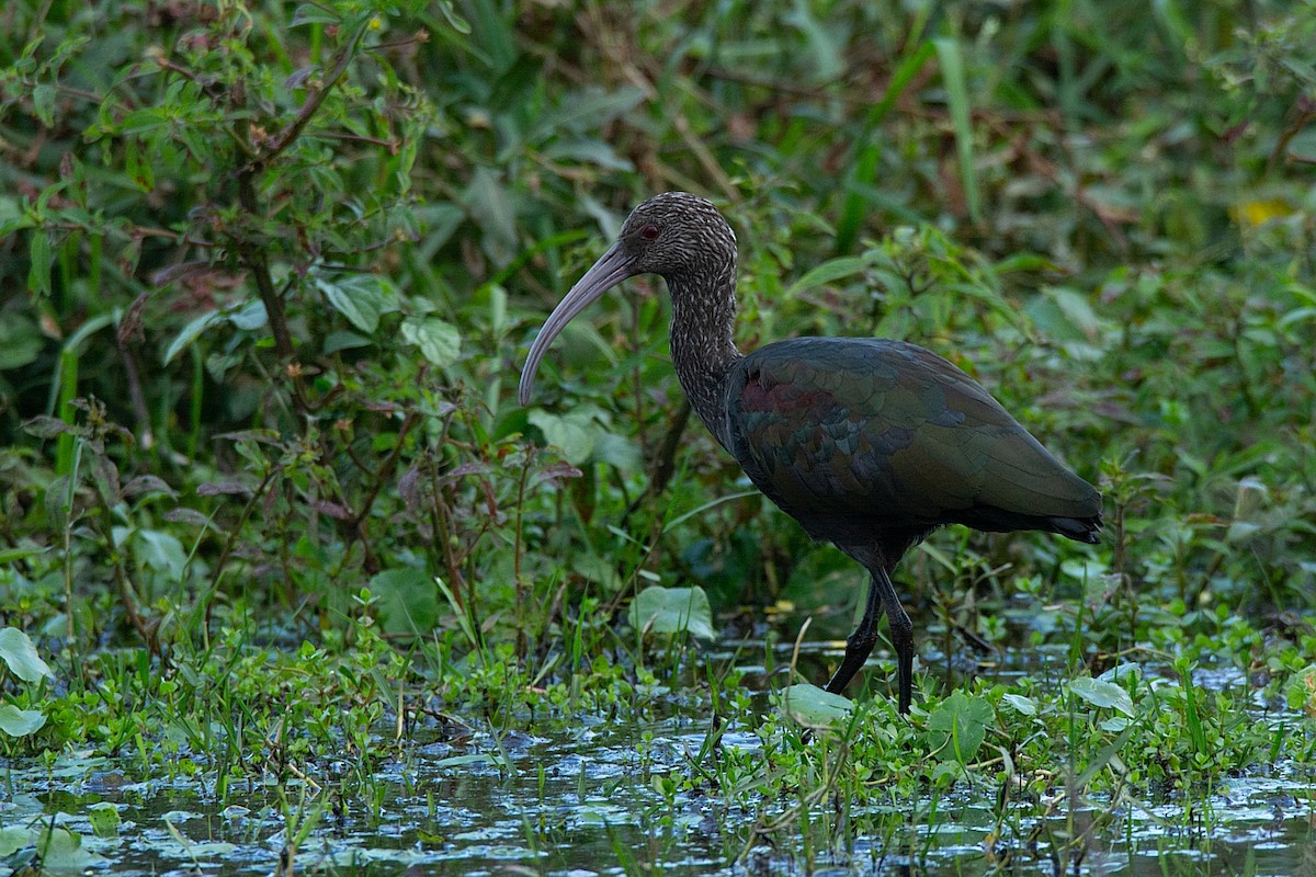 ibis americký - ML341311891