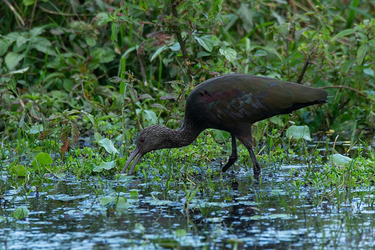 White-faced Ibis - ML341311911