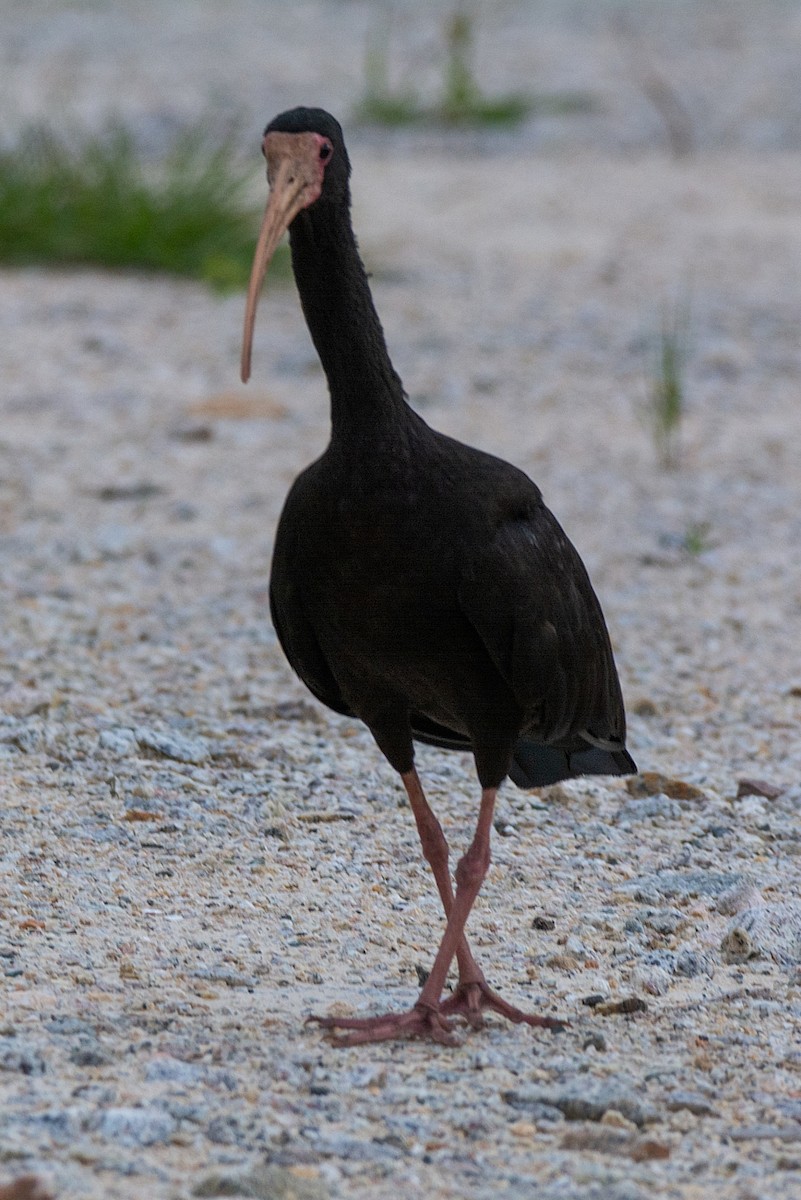 ibis tmavý - ML341311931