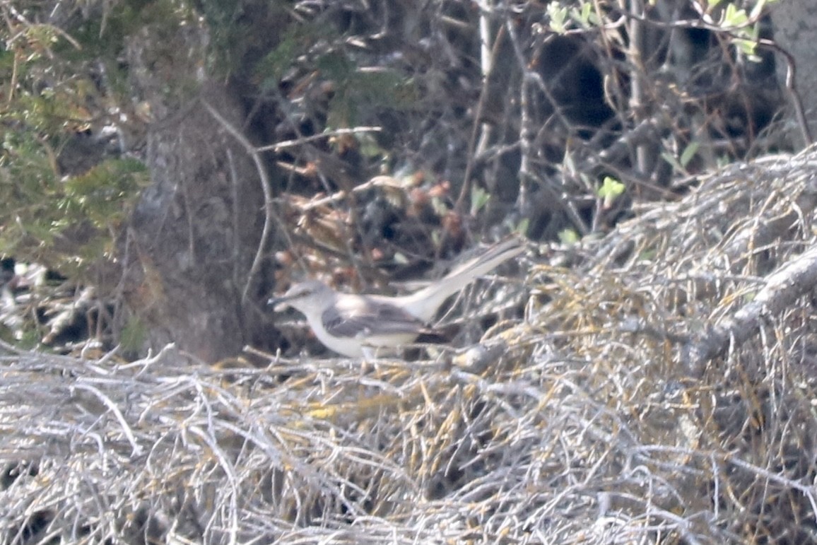 Northern Mockingbird - ML341312351