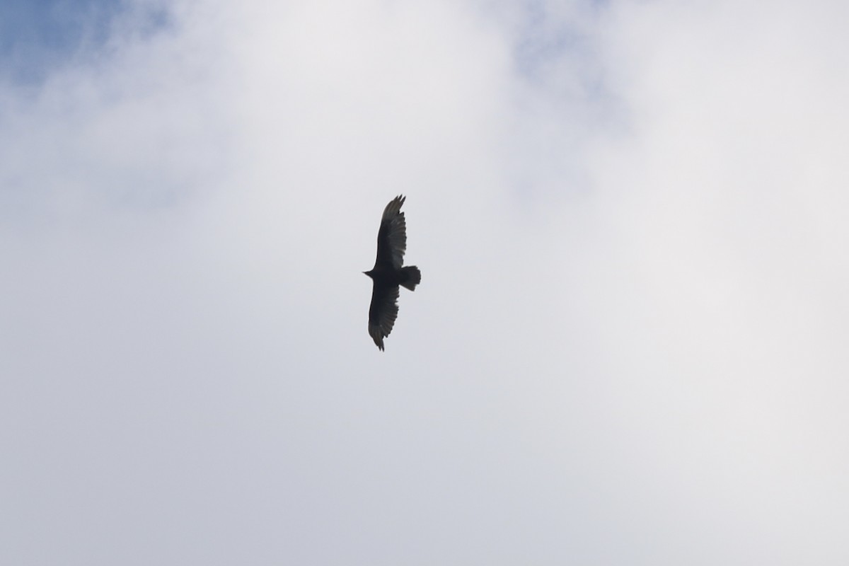 Turkey Vulture - ML341312391