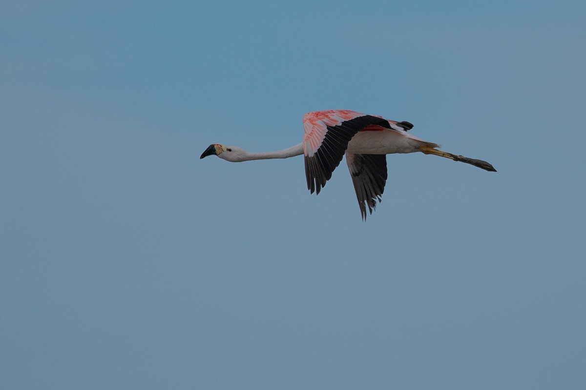 Andean Flamingo - LUCIANO BERNARDES