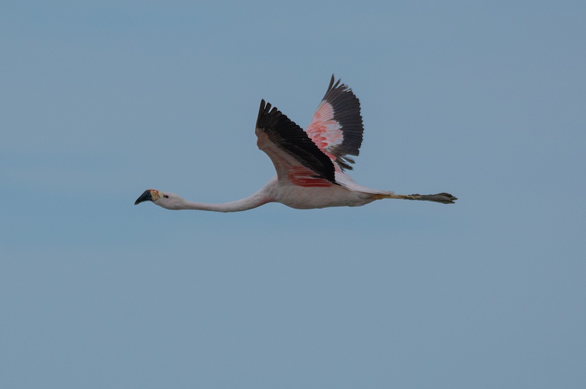 And Flamingosu - ML341313911