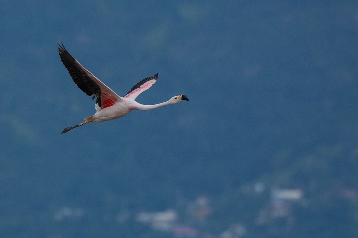 Andean Flamingo - ML341313921