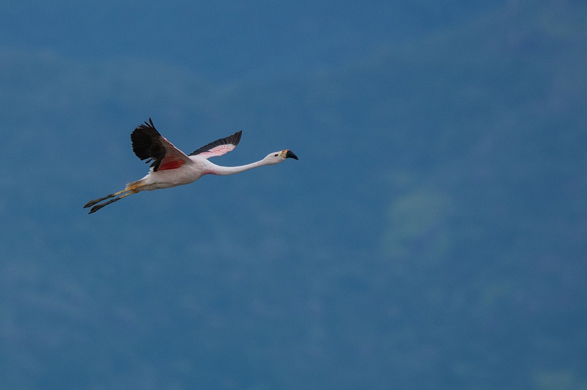 Andean Flamingo - ML341313931