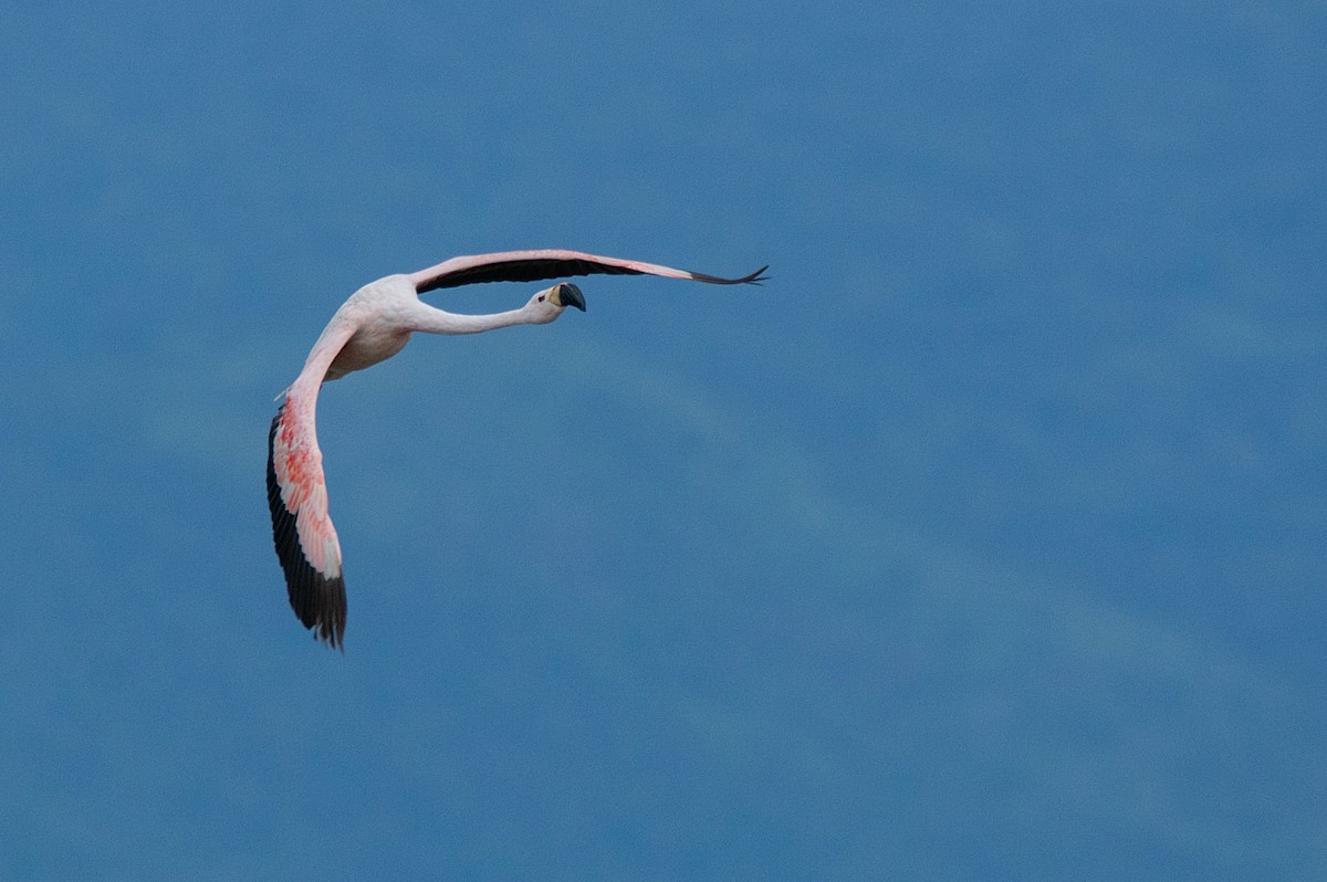 Andean Flamingo - ML341313941