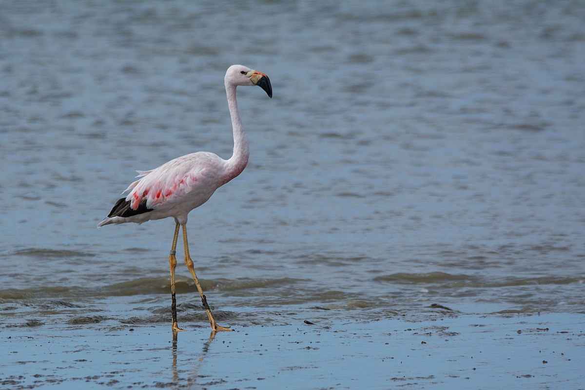 And Flamingosu - ML341313951
