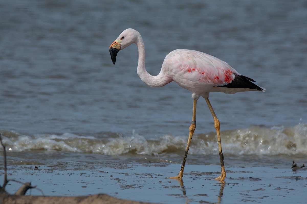 And Flamingosu - ML341313971