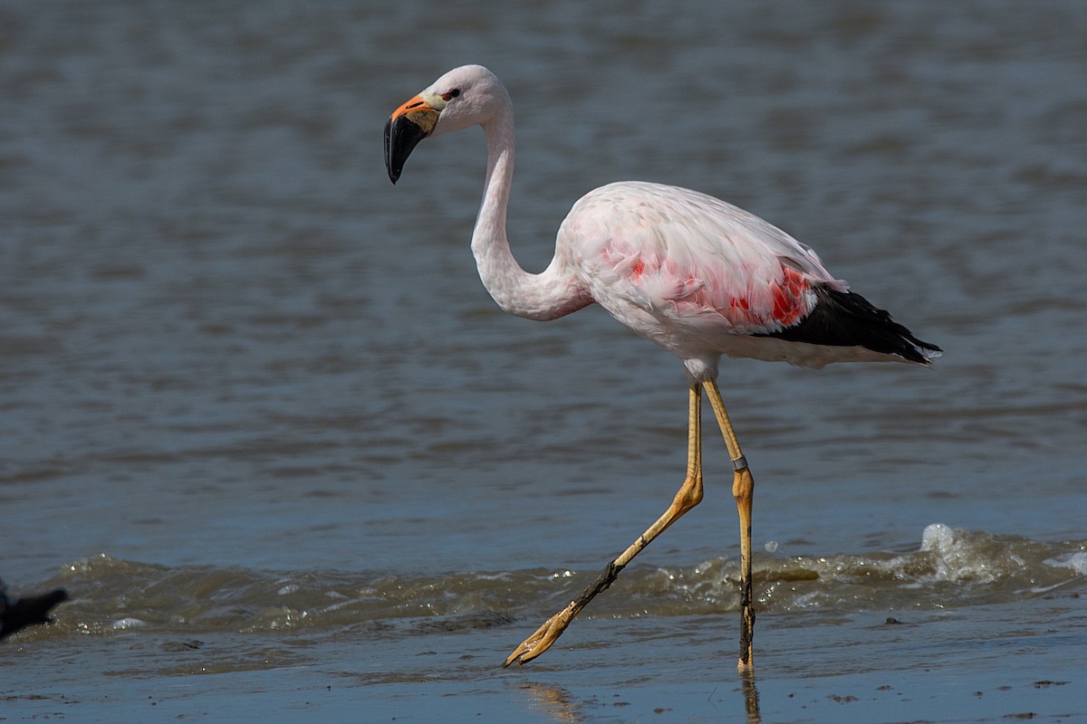 Andean Flamingo - ML341313981