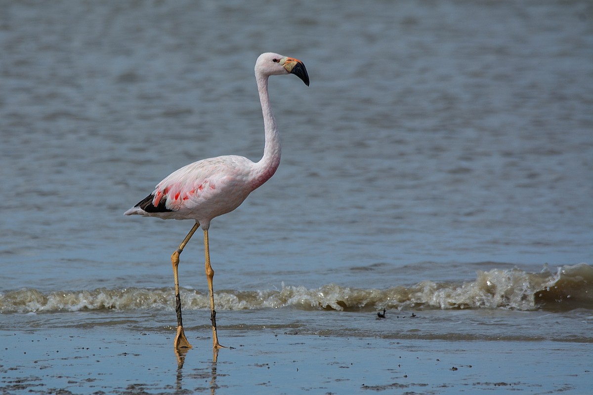 Andean Flamingo - ML341313991