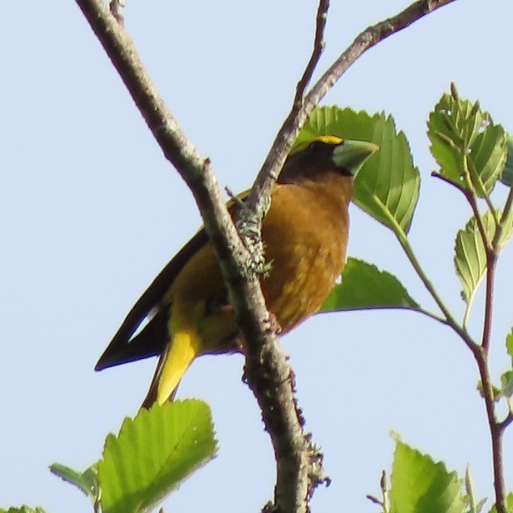 Evening Grosbeak - ML341314541