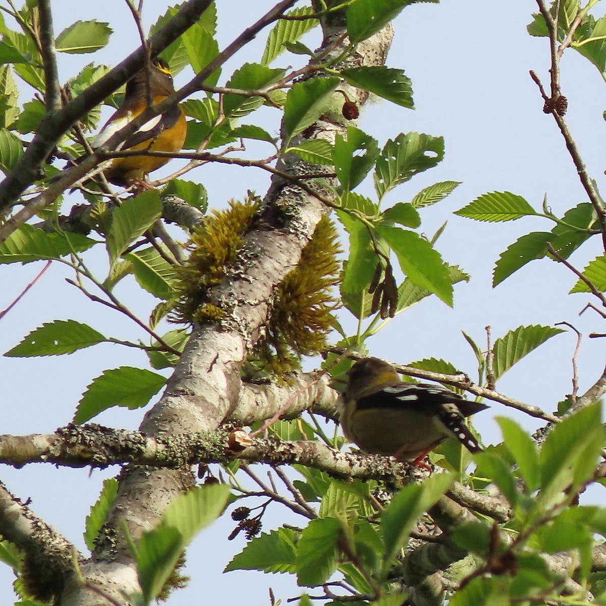 Evening Grosbeak - Emily Larson