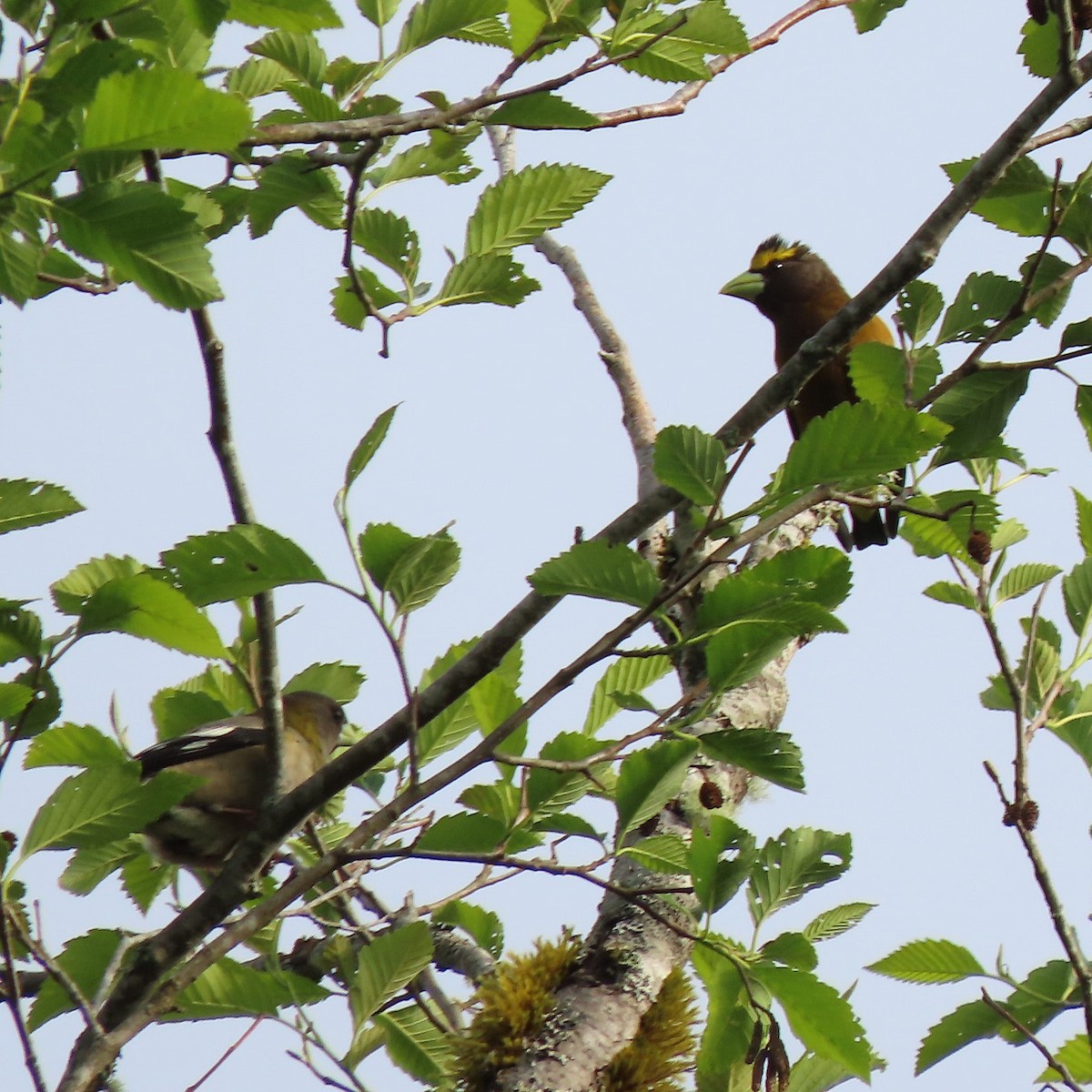 Evening Grosbeak - ML341314581