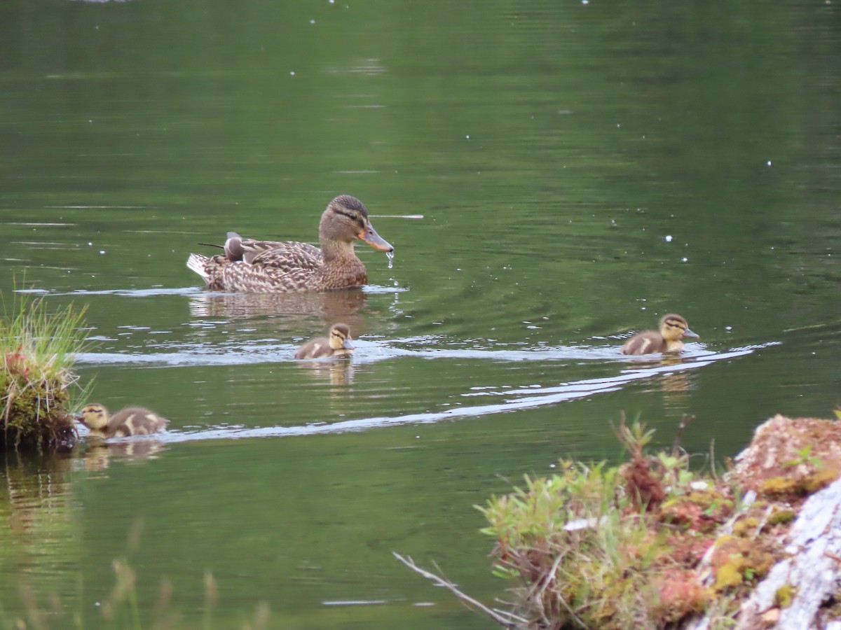 Mallard - ML341314861