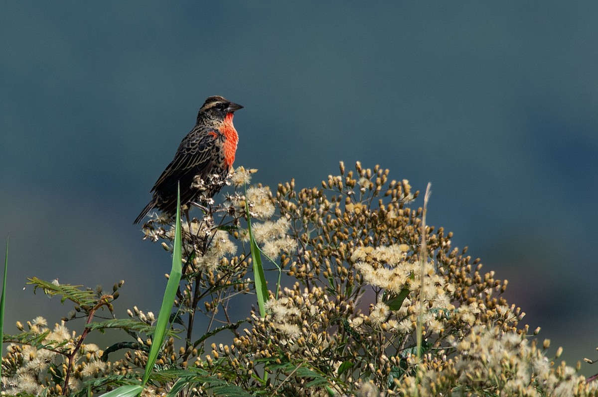 White-browed Meadowlark - ML341314881