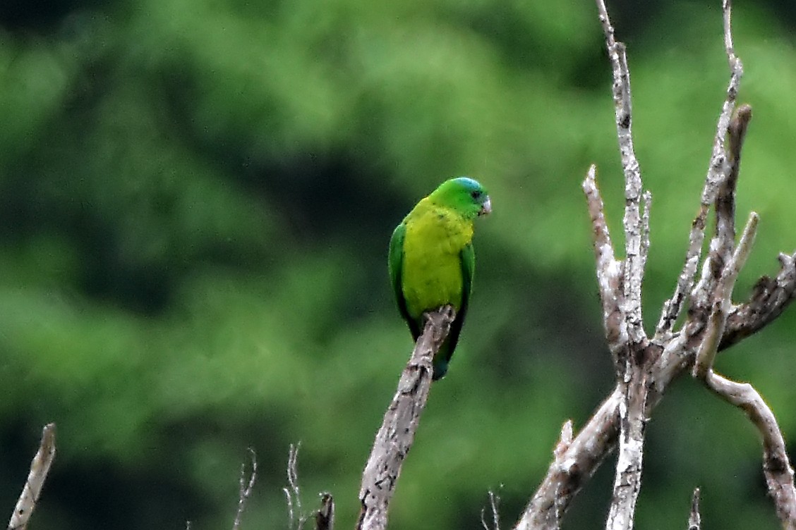 Blue-crowned Racquet-tail - Chris Chafer
