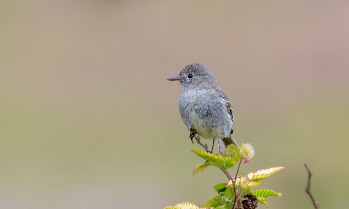 Gray Flycatcher - ML341317081