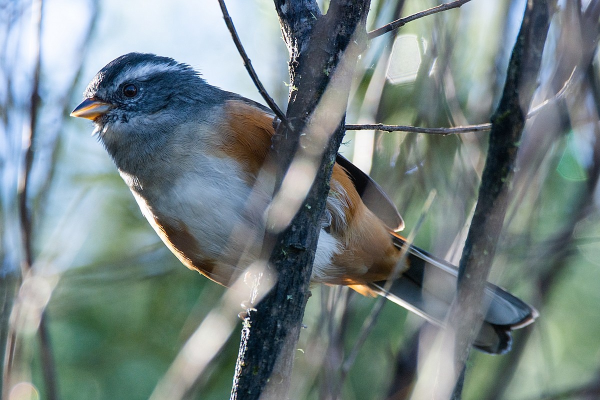 Gray-throated Warbling Finch - ML341317091