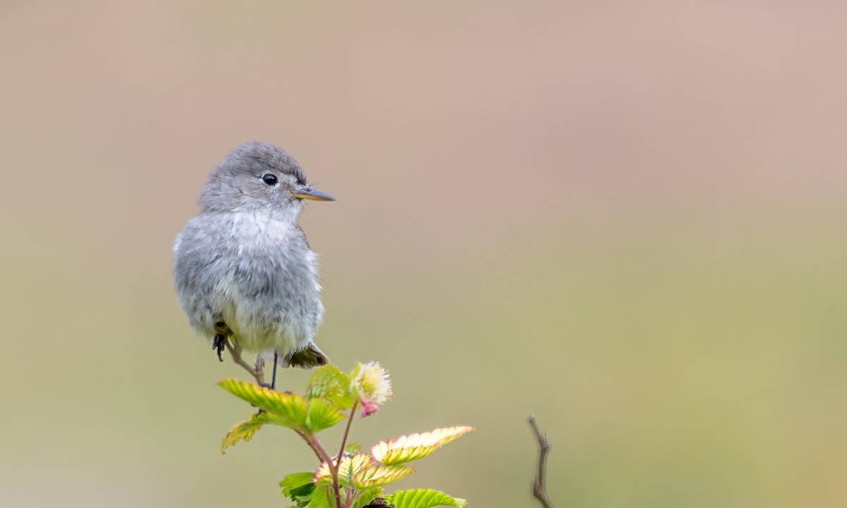 Gray Flycatcher - ML341317281