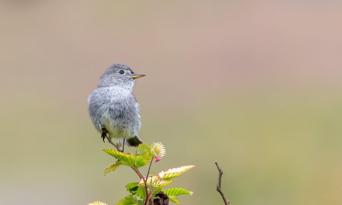 Gray Flycatcher - ML341317291