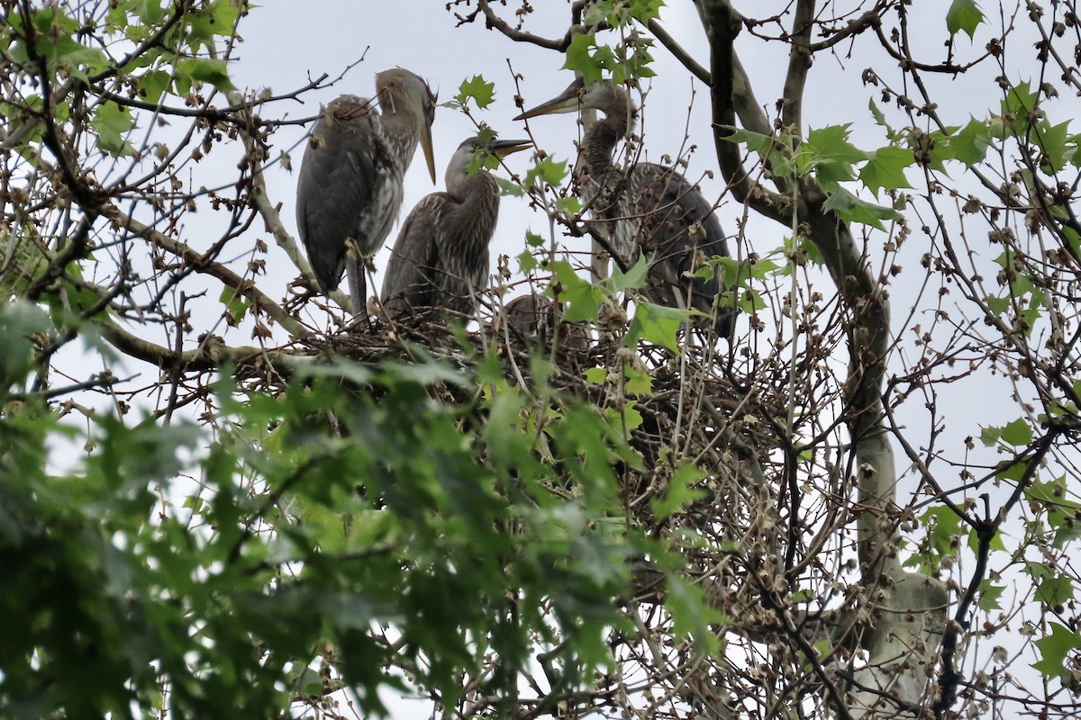 Great Blue Heron (Great Blue) - ML341317301