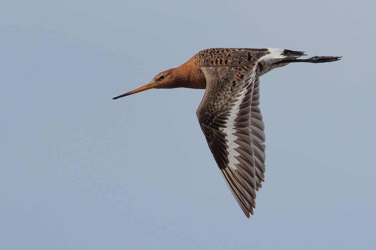 Black-tailed Godwit - Blair Dudeck