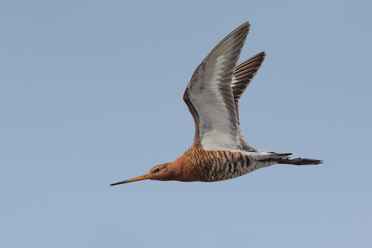 Black-tailed Godwit - Blair Dudeck