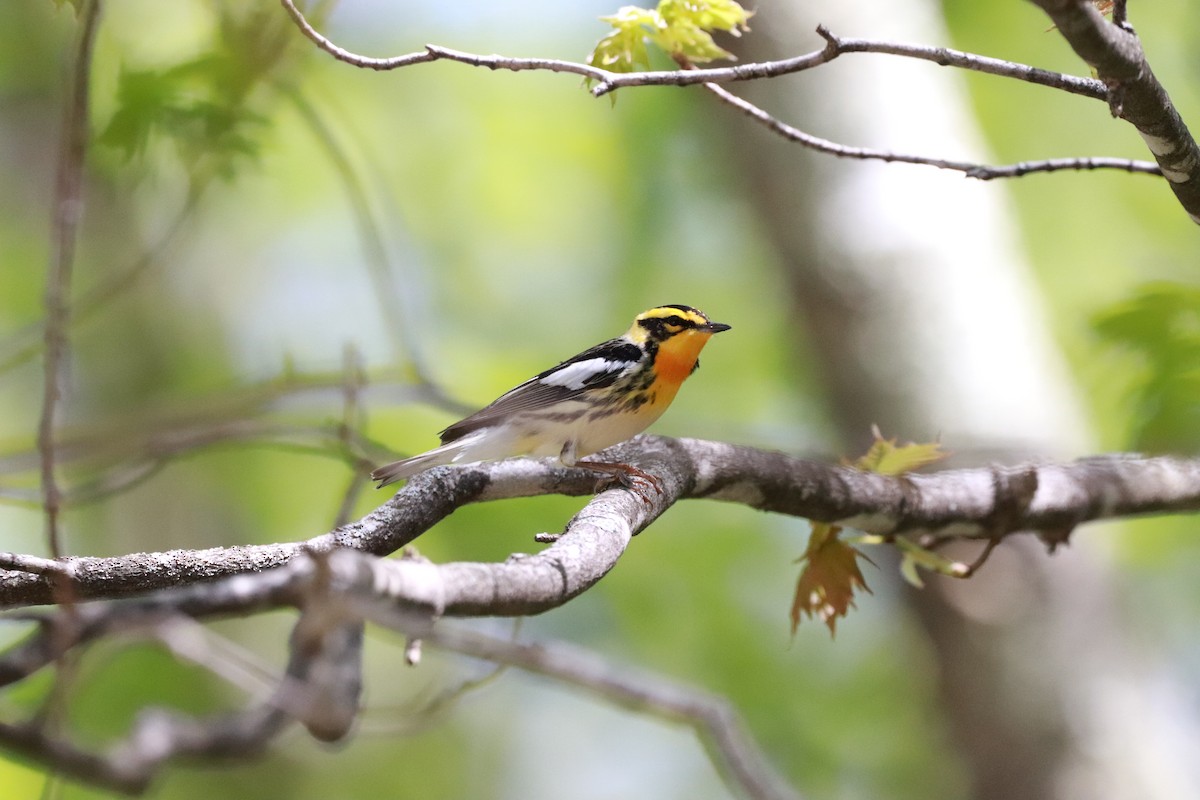 Blackburnian Warbler - ML341318751