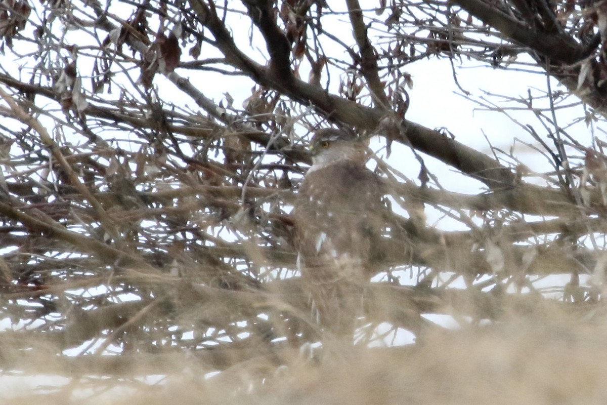 Sharp-shinned Hawk - ML341321761