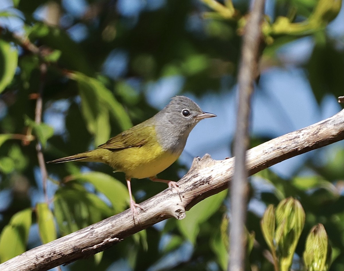 Mourning Warbler - ML341323521