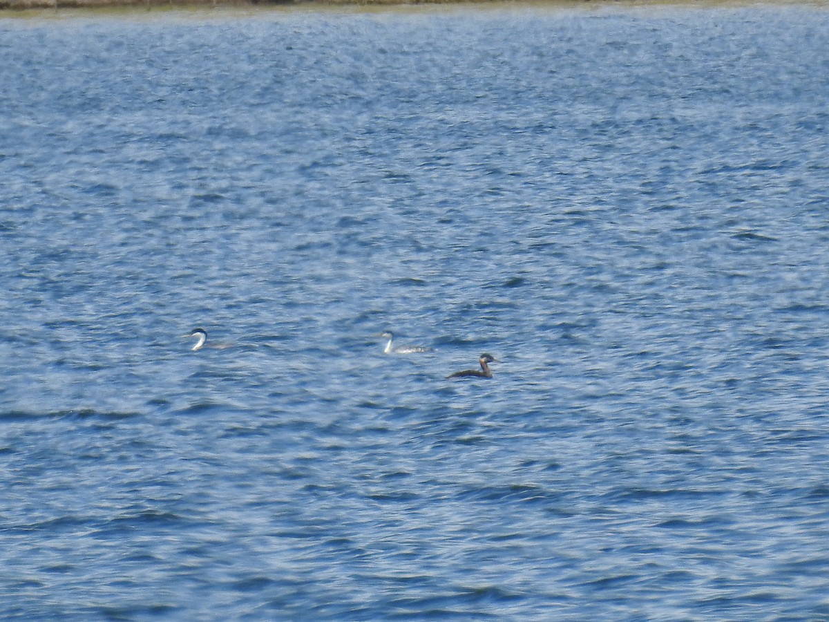 Murgil lepagorria - ML34132411