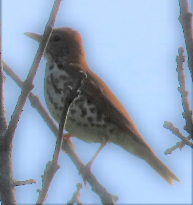 Wood Thrush - David English