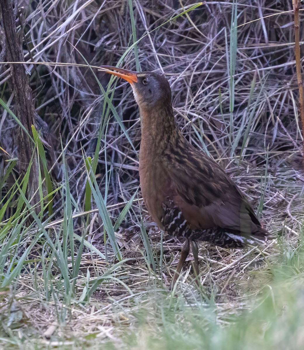 Virginia Rail - Brad Singer