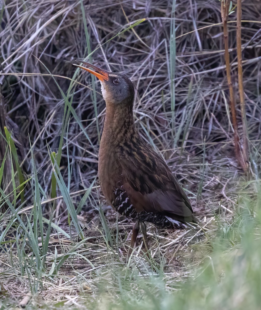 Virginia Rail - ML341324611