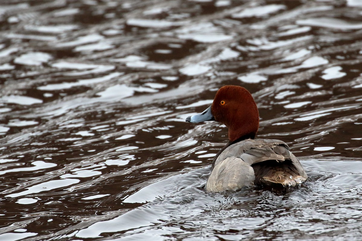 Redhead - ML341324791