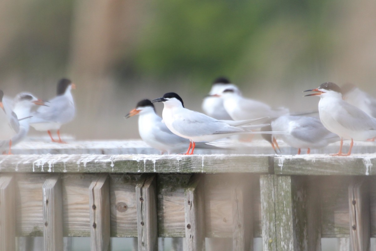 Roseate Tern - ML341324871