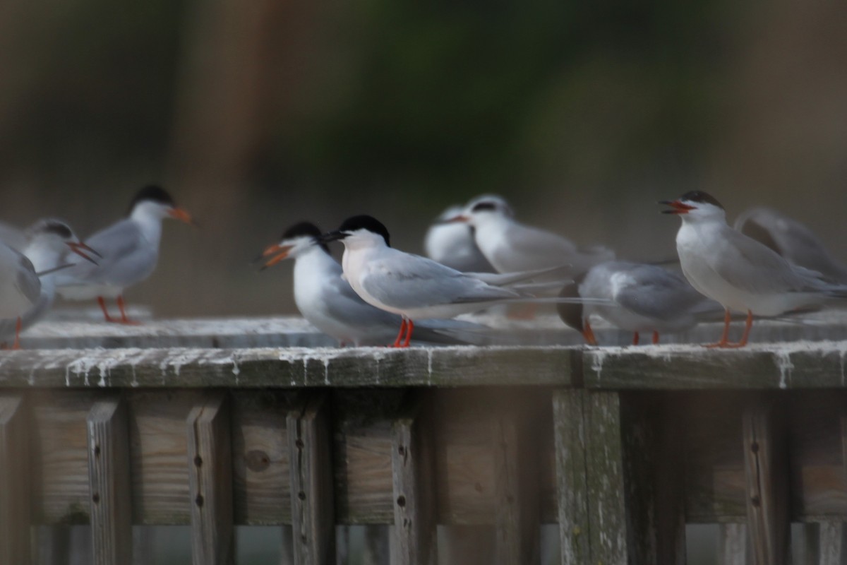 Roseate Tern - ML341324901