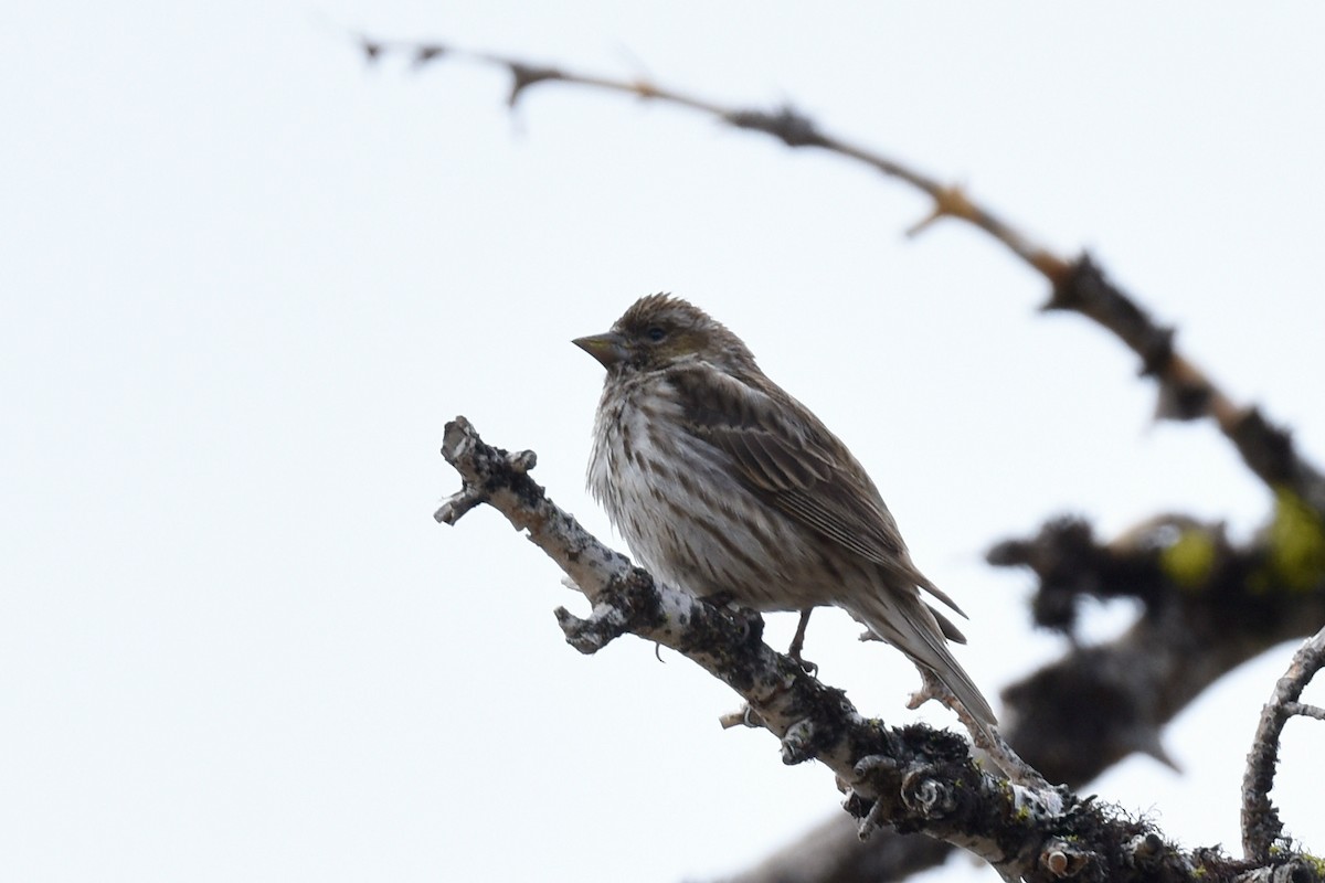 Cassin's Finch - ML341325001