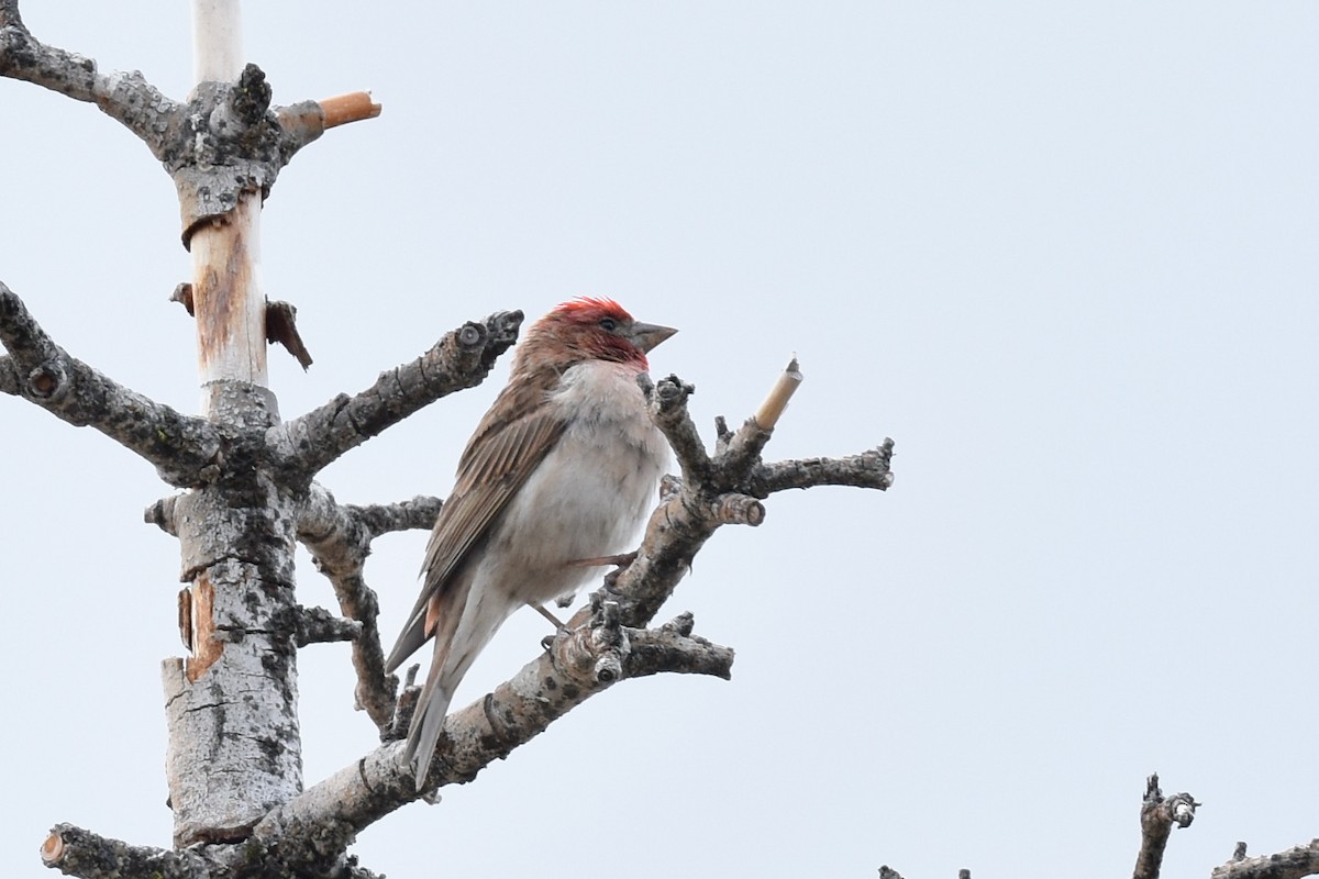 Cassin's Finch - ML341325021