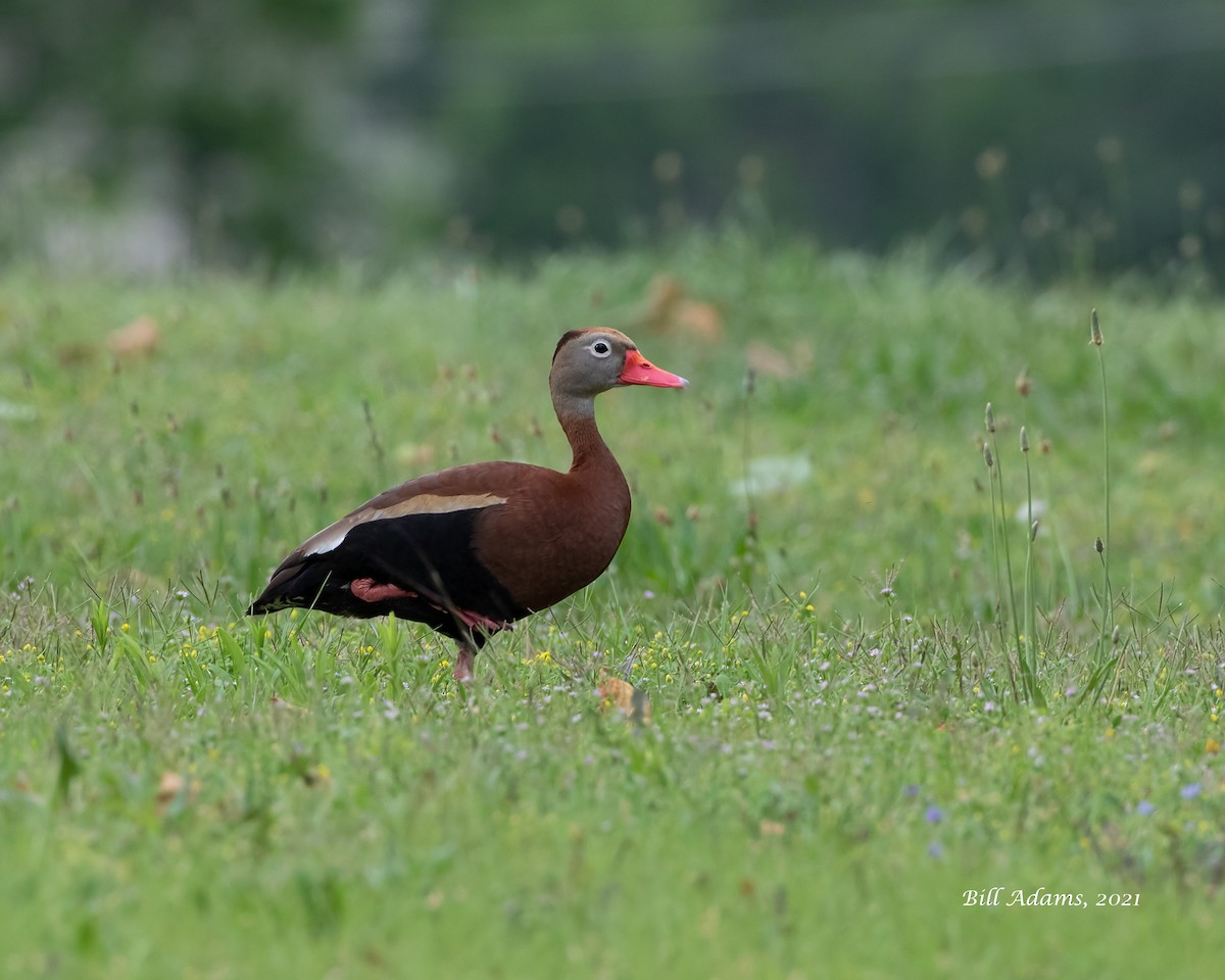 Black-bellied Whistling-Duck - ML341326241