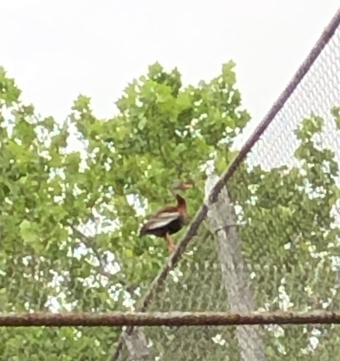 Black-bellied Whistling-Duck - ML341326281