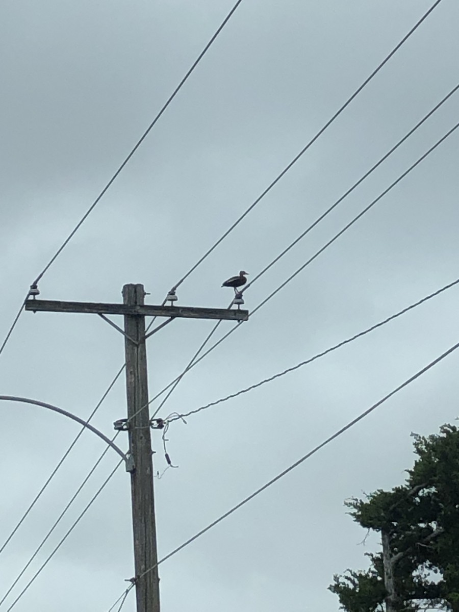 Black-bellied Whistling-Duck - ML341326291
