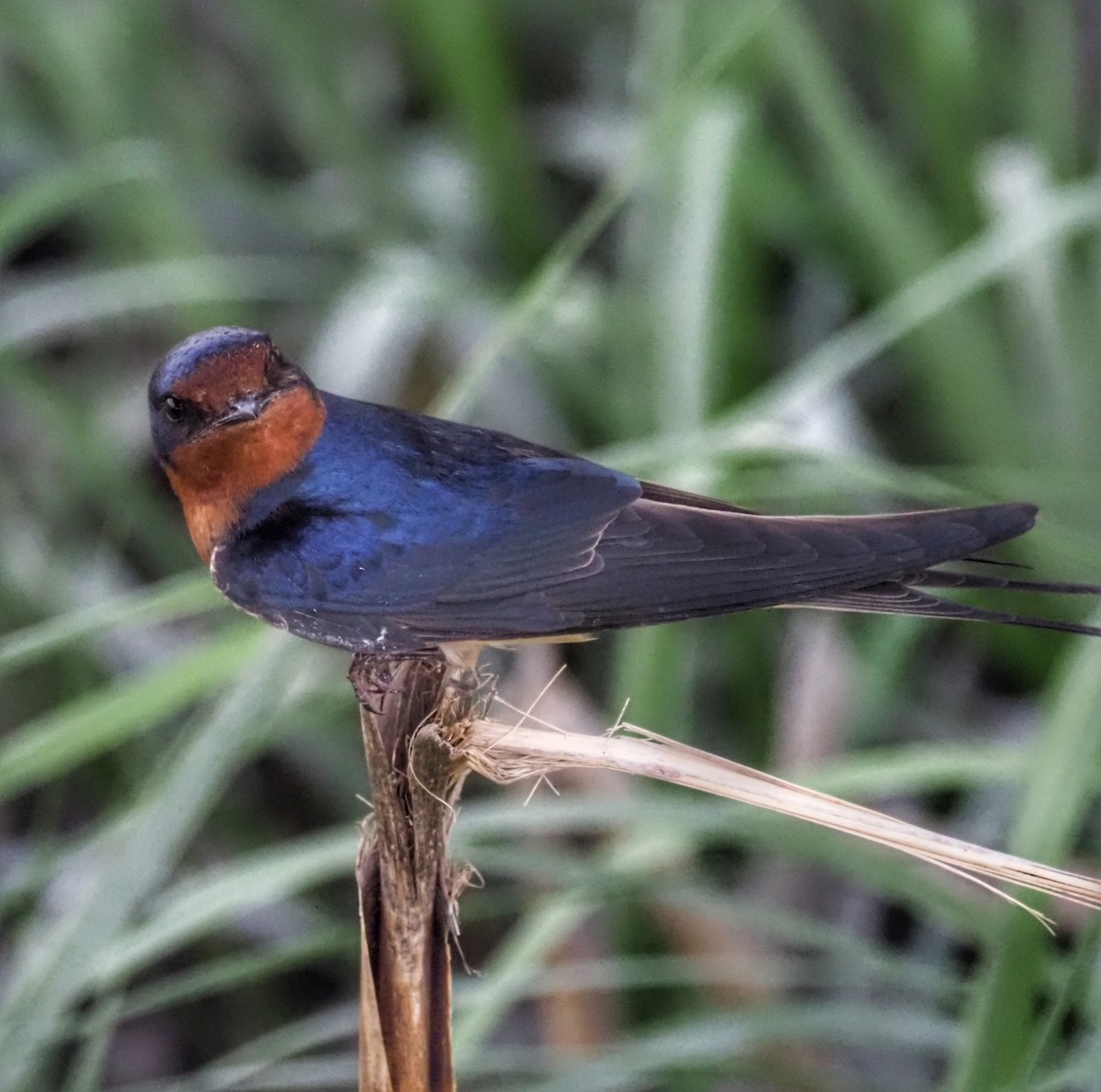 Barn Swallow - ML341326411