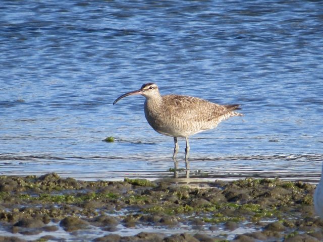 Whimbrel - Isaac  Denzer