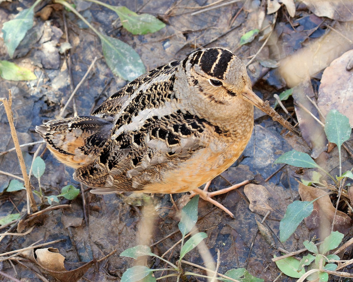 American Woodcock - ML341330391