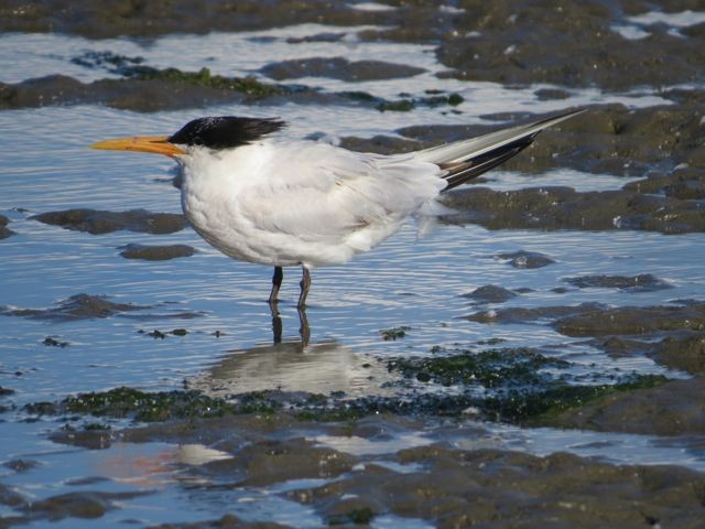 Elegant Tern - Isaac  Denzer