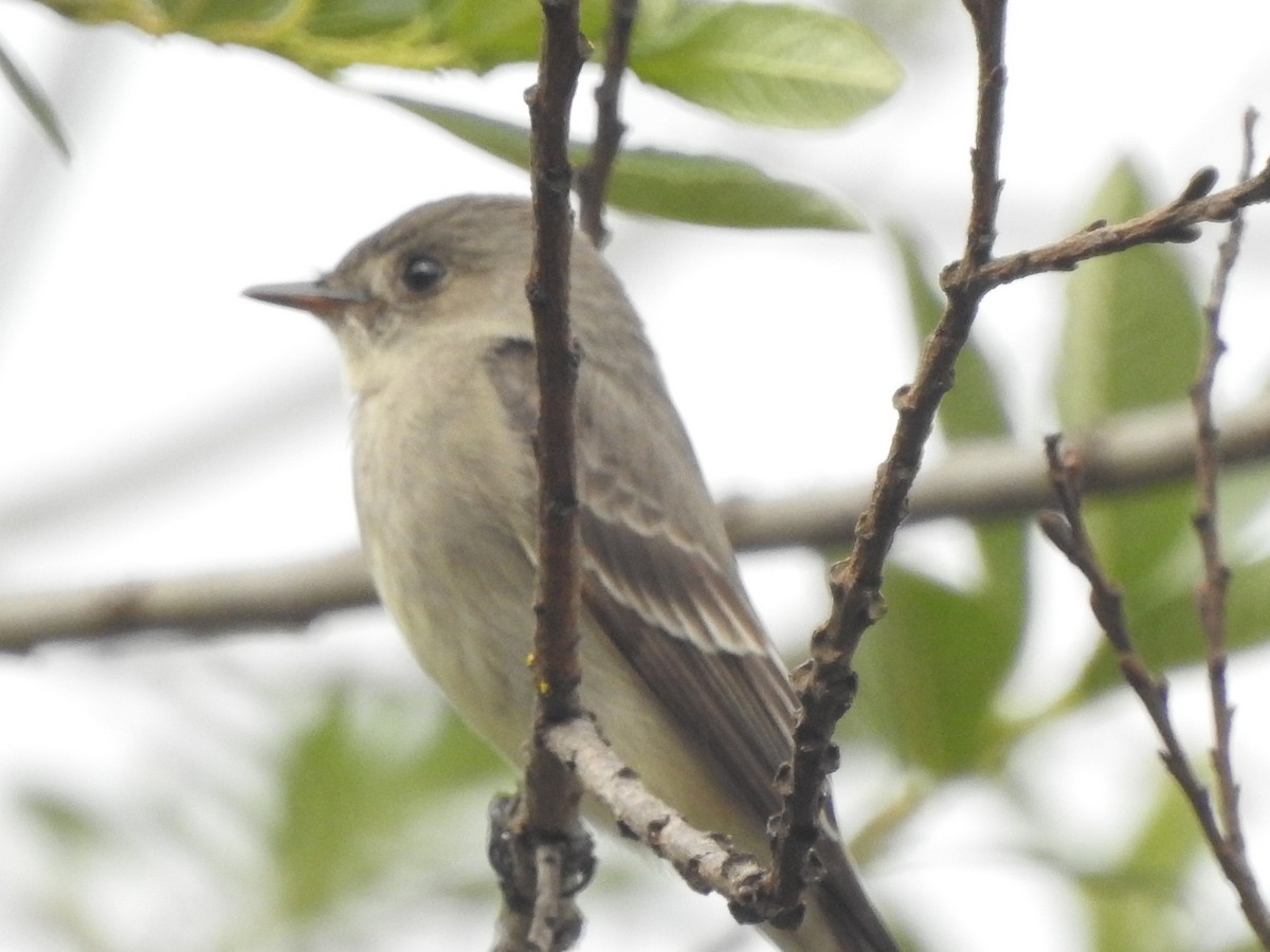 Western Wood-Pewee - ML341330941