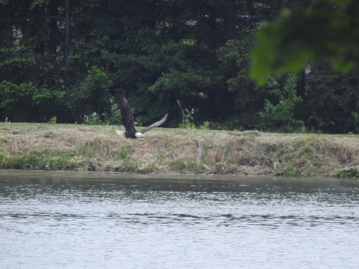 Bald Eagle - ML341331061
